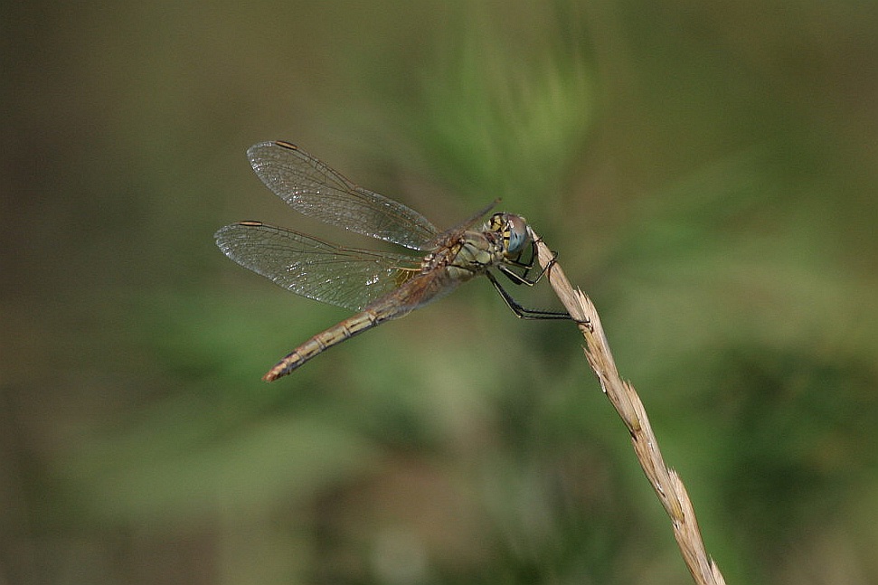 Sympetrum fonscolombii